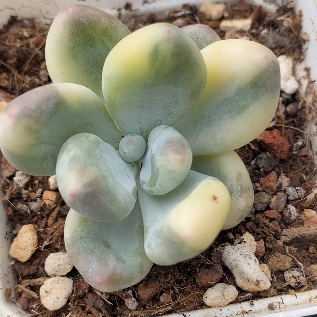 奶酪锦 小方花圃一物一拍