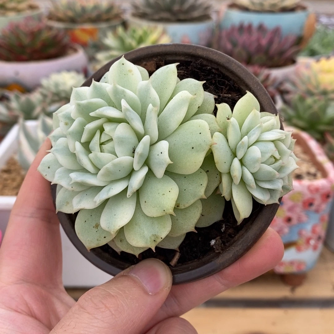 283双头静夜锦锦锦锦锦