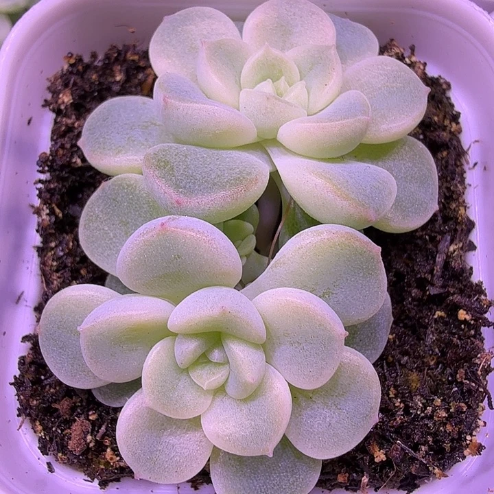 财富密码绿财富双头一物一拍