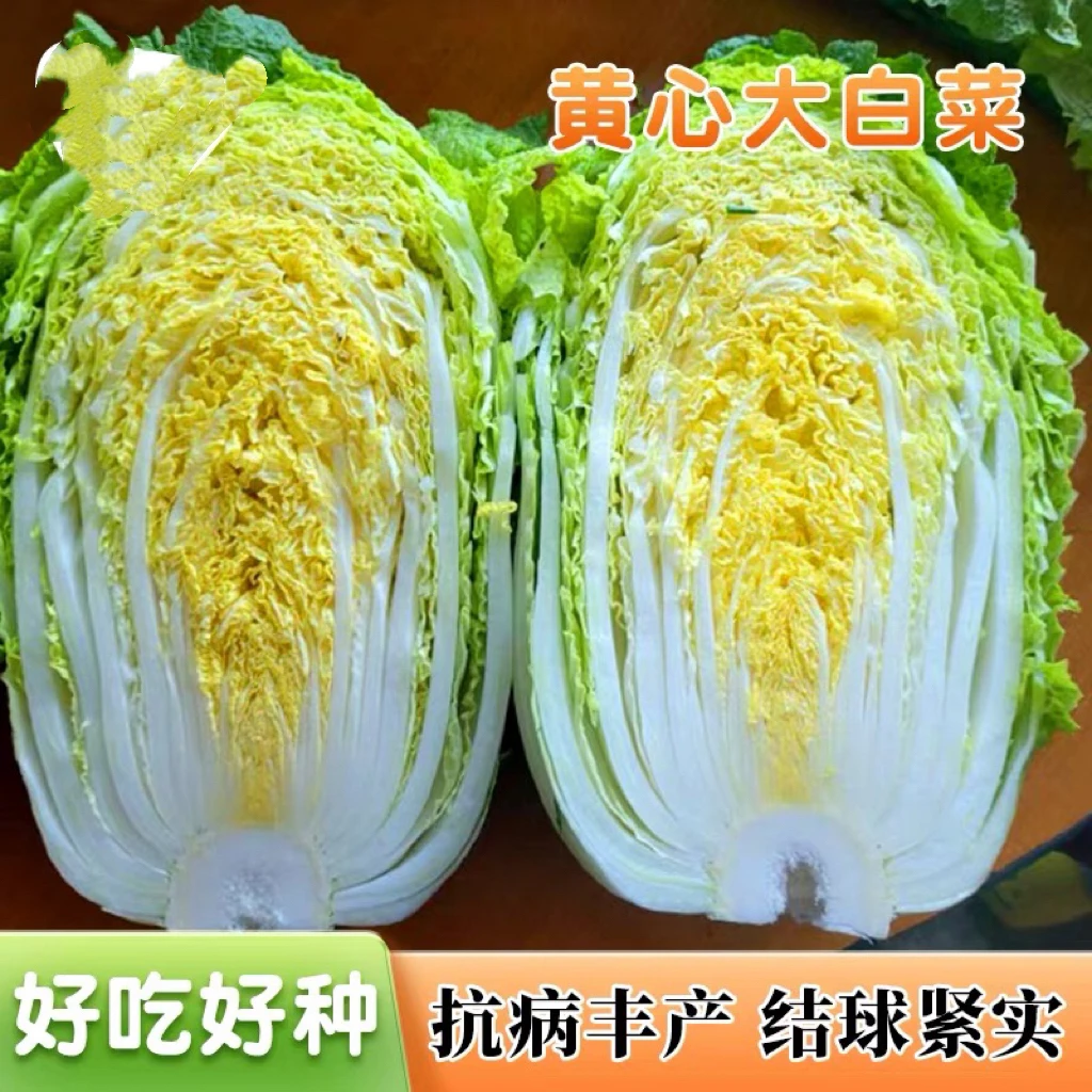 山东黄心大白菜种子种籽秋季耐热冬储白菜抗病强四季播蔬菜种孑