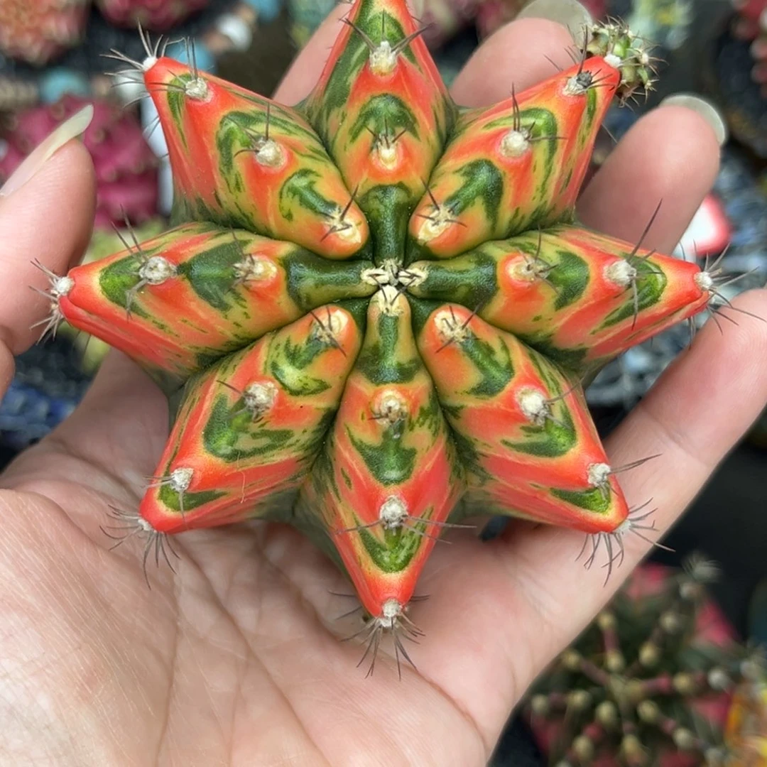 泰系测牙，全品相，裸根发货