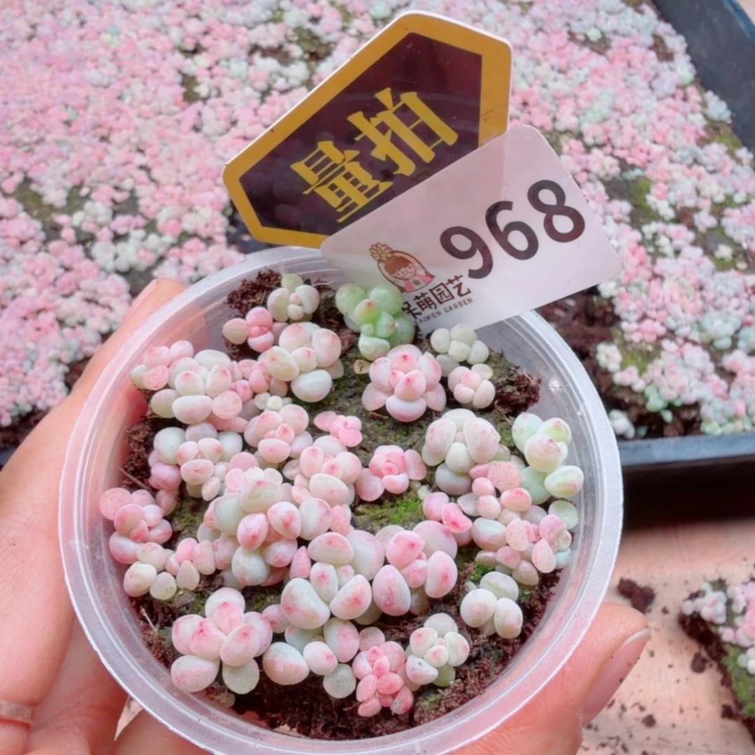 多肉植物多肉植物