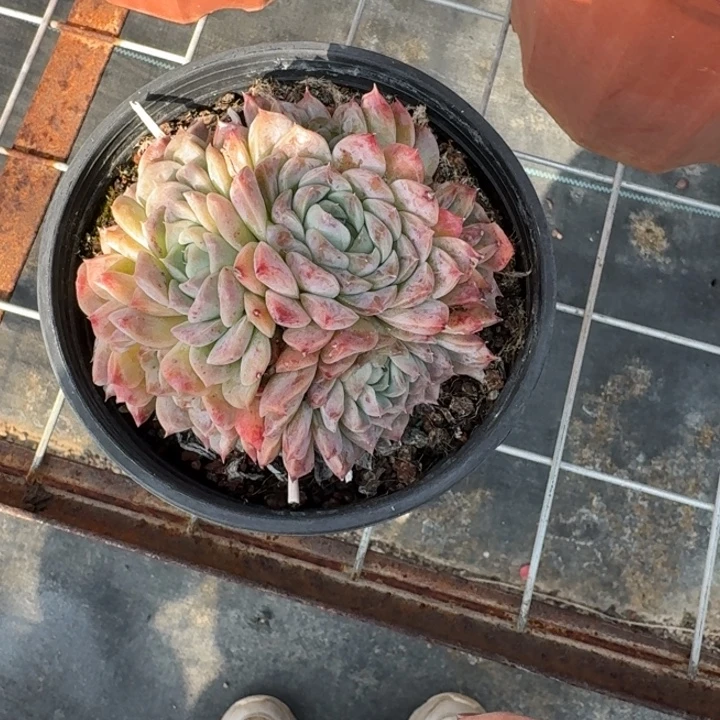 不知名多肉植物绿植