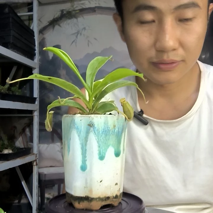 浮*中青园艺一物一拍410
