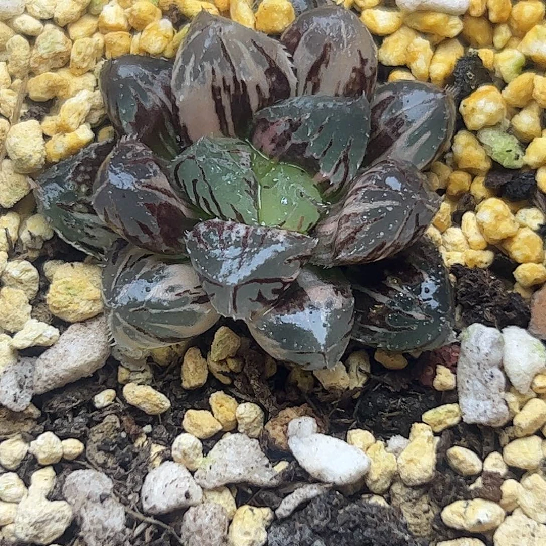 *****红岩锦十二卷多肉植物