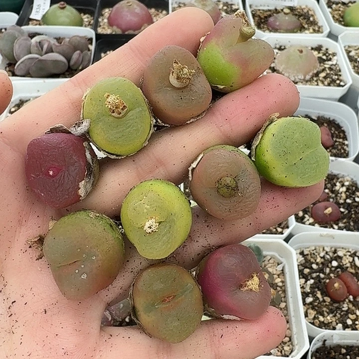 老马生石花彩毛2302