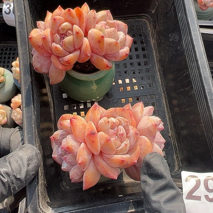 2991，俩个三头星影带盆发的