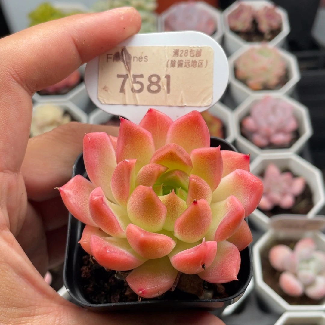 粉麦秆7581-5.5厘米