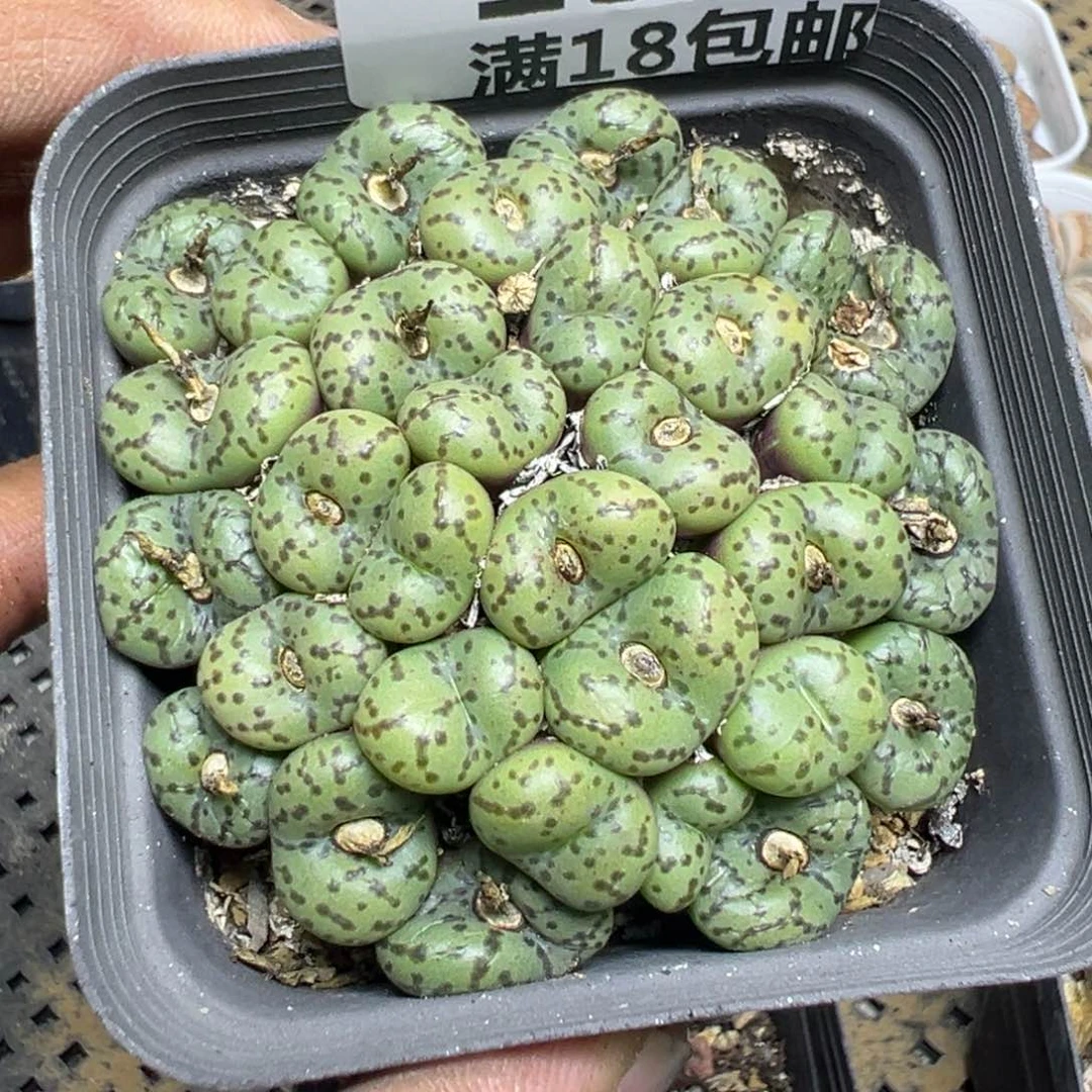 【闪购商品】 158。