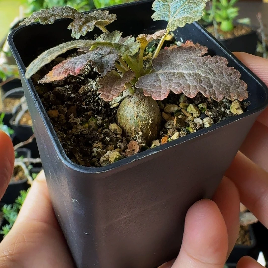 特价 实生布拉塔乳香带盆土顺丰空运包邮