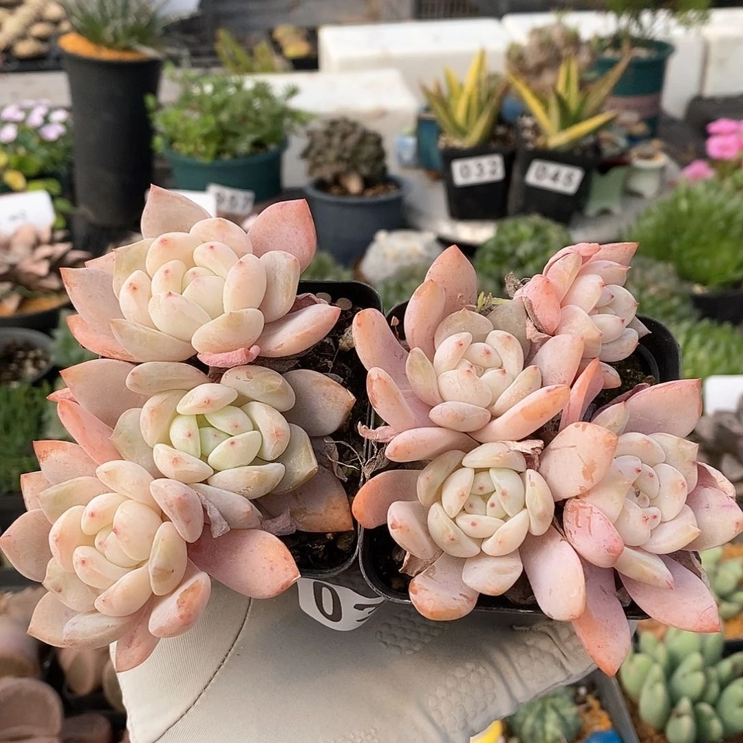 037 橙梦露小群 脱土