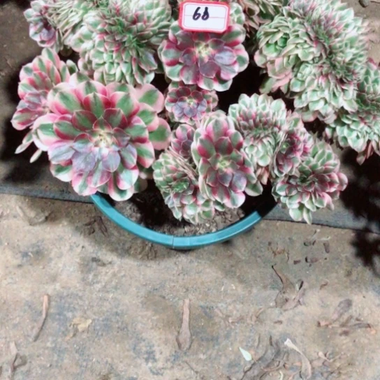 小***花无花朵倾城缀化法师多肉植物68号