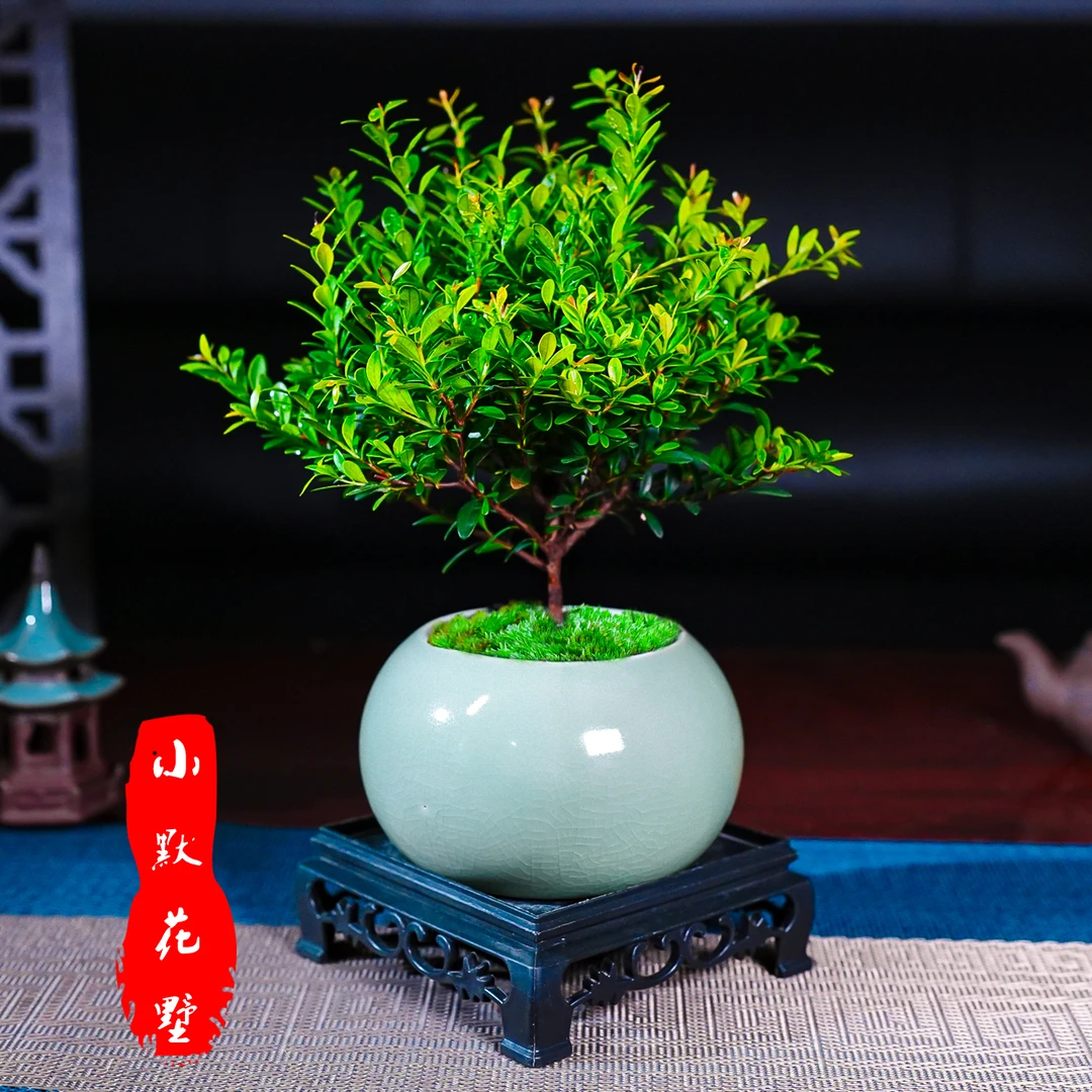 小叶赤楠老桩盆栽植物室内客厅中式禅意微盆景茶桌小摆件创意绿植