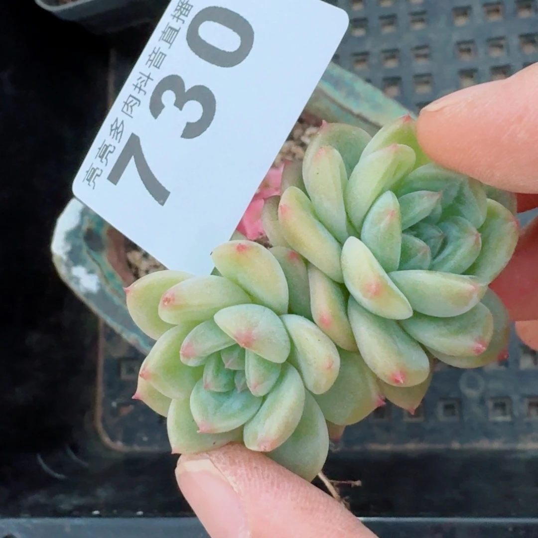 珍妮长腿         精品多肉