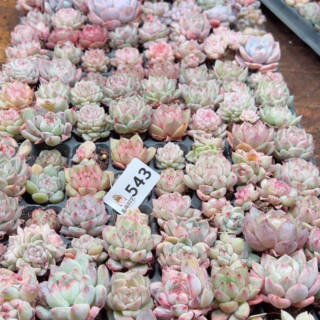 ?****多肉植物多肉植物