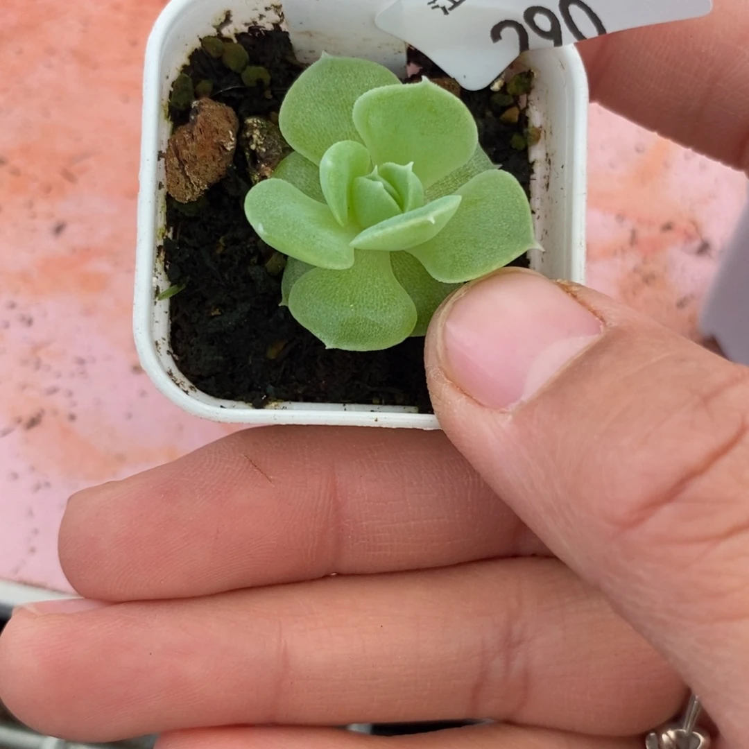 标签290白吉一个多肉