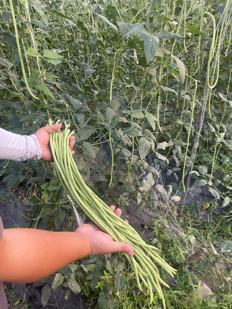 嫩豆角新鲜青豇豆现摘嫩长线细豇豆泡菜酸豆角长豆角农家种植
