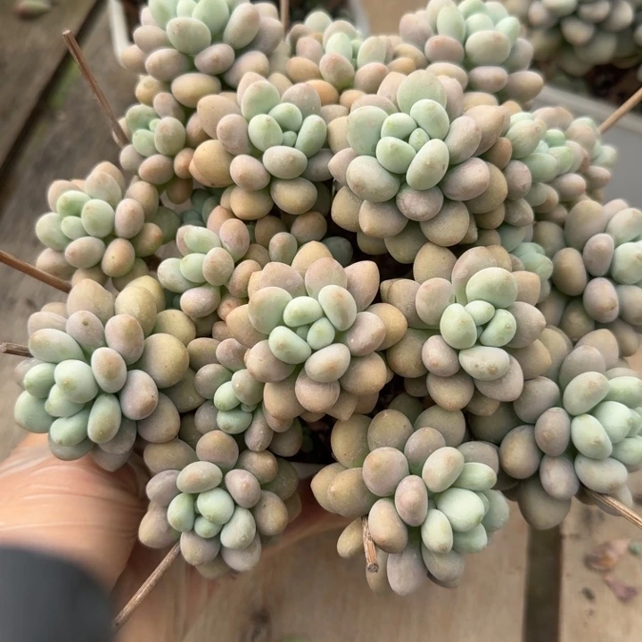 达芙妮多肉之徒啊KTV