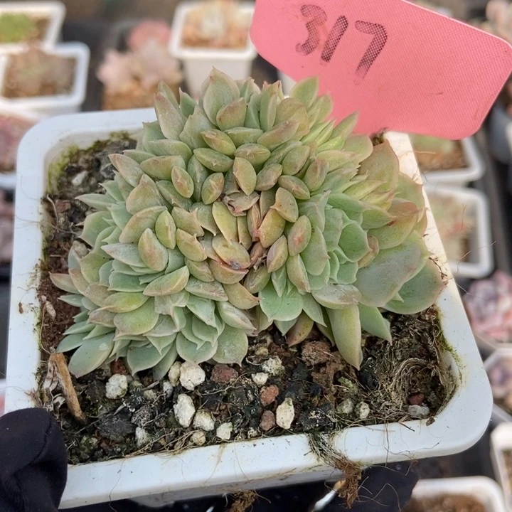 317昂缀多肉植物保护