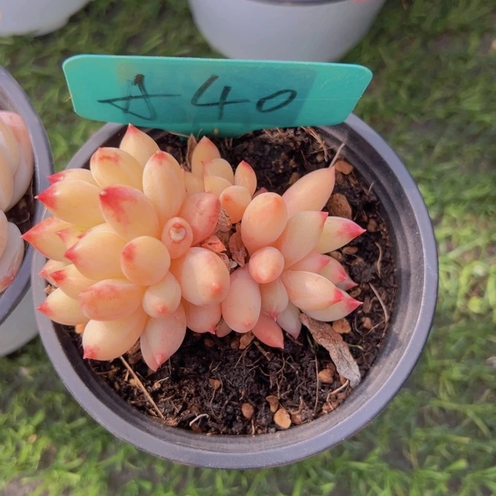 健健康康平平安安