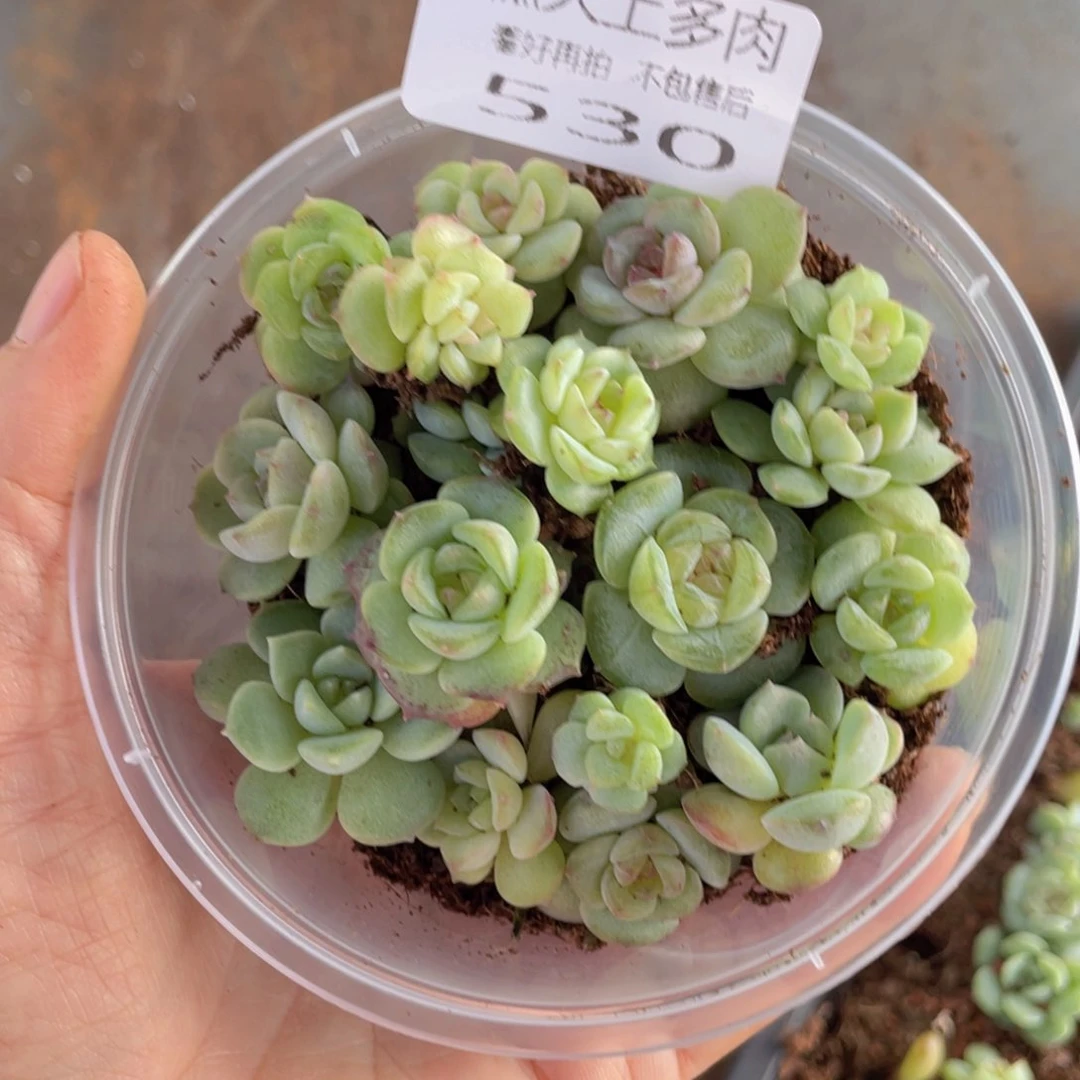 糕大上多肉植物530
