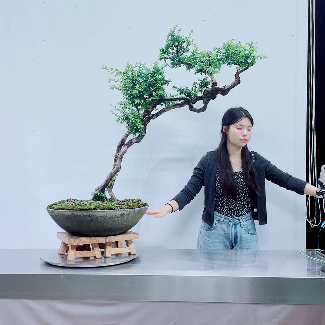 默***岭南大学雀梅花宝