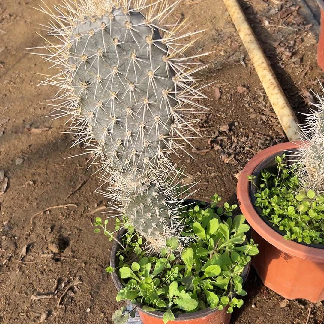 ？***明多肉植物黑皮仙人掌