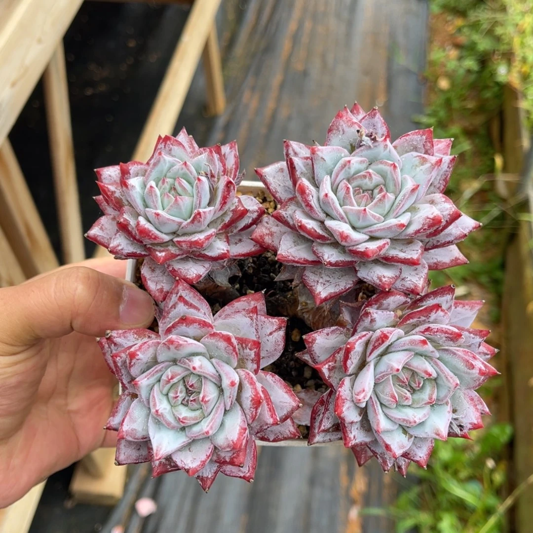 粉蓝鸟一物一拍不支持退换