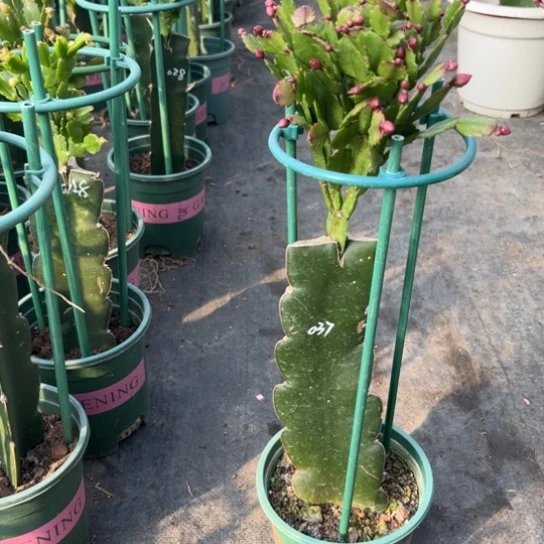 仔***妈037蟹爪兰尾号8890