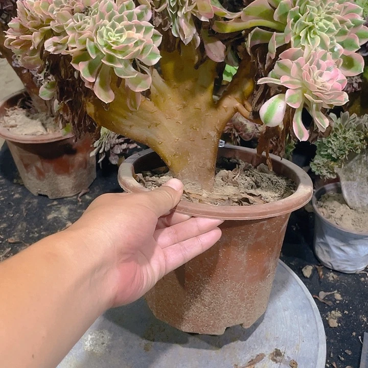 320粉女巫整板饱满精控