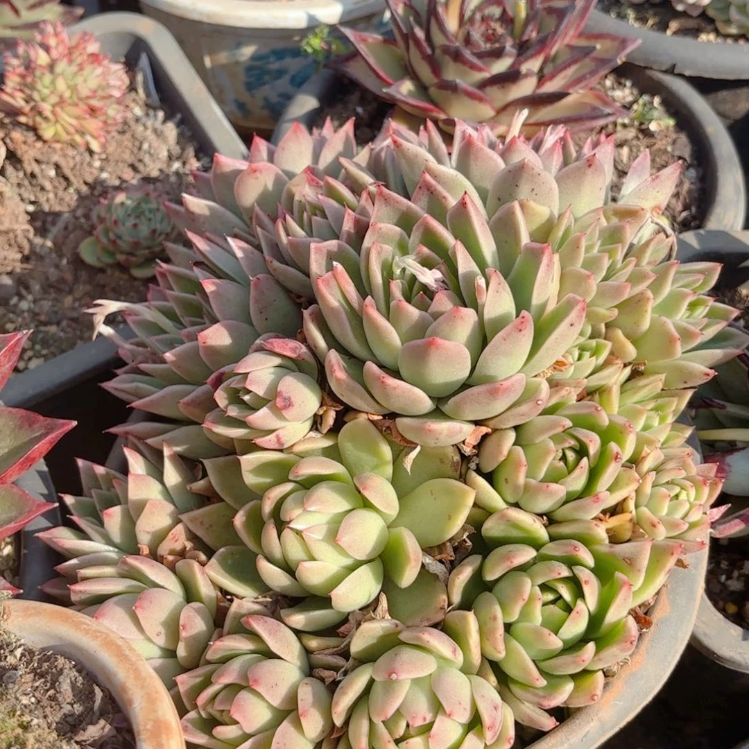 粉女巫。    28。