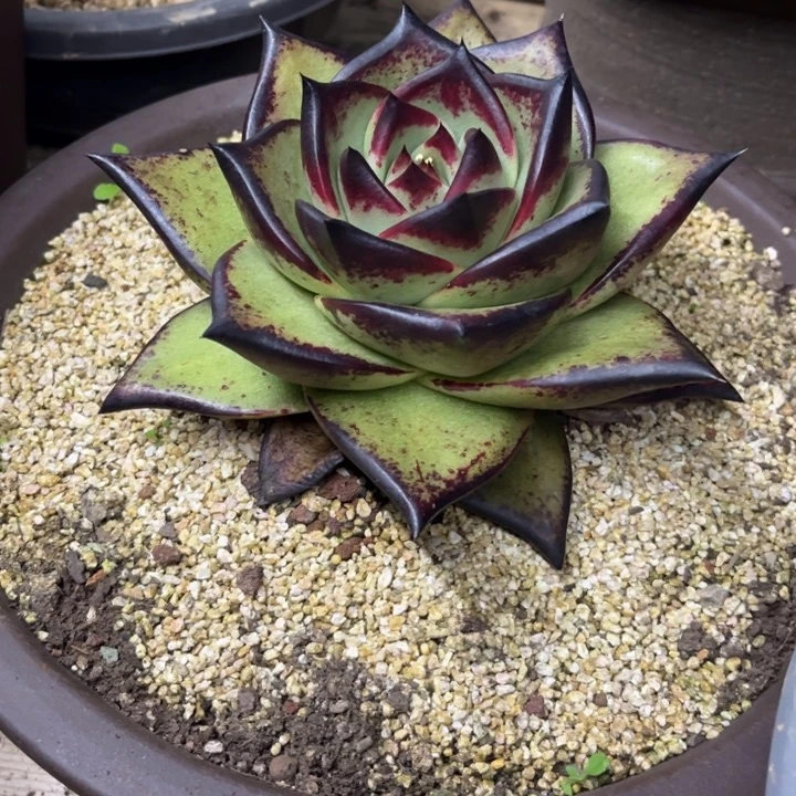 大胖子宽叶111111