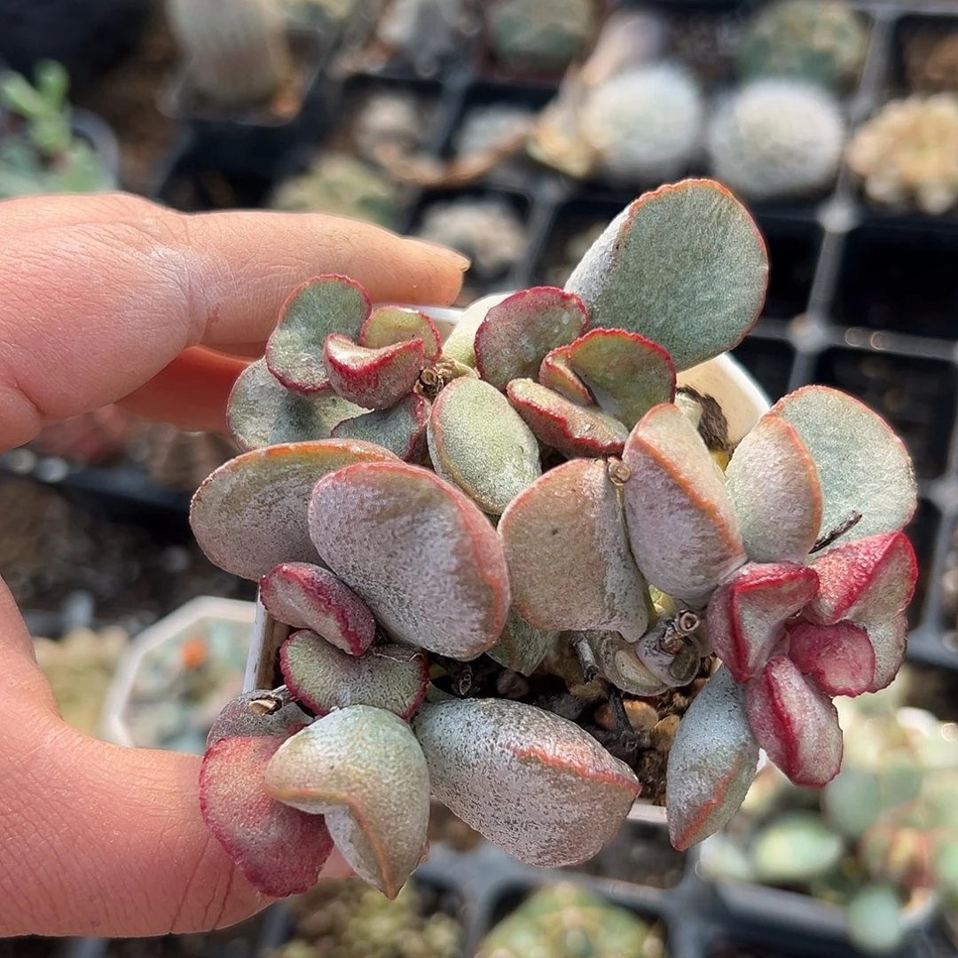 多肉植物春彩出彩水泡