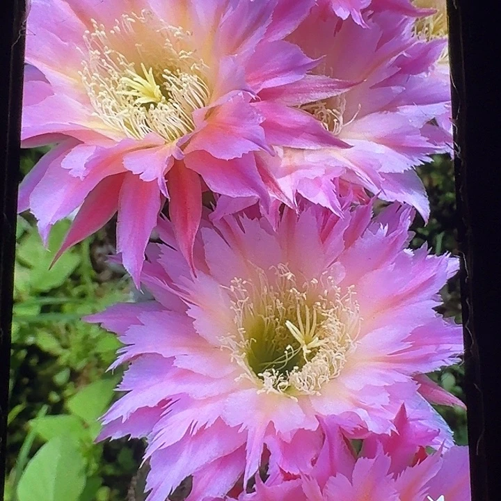 紫薇星带根高10公分毛花柱短刺
