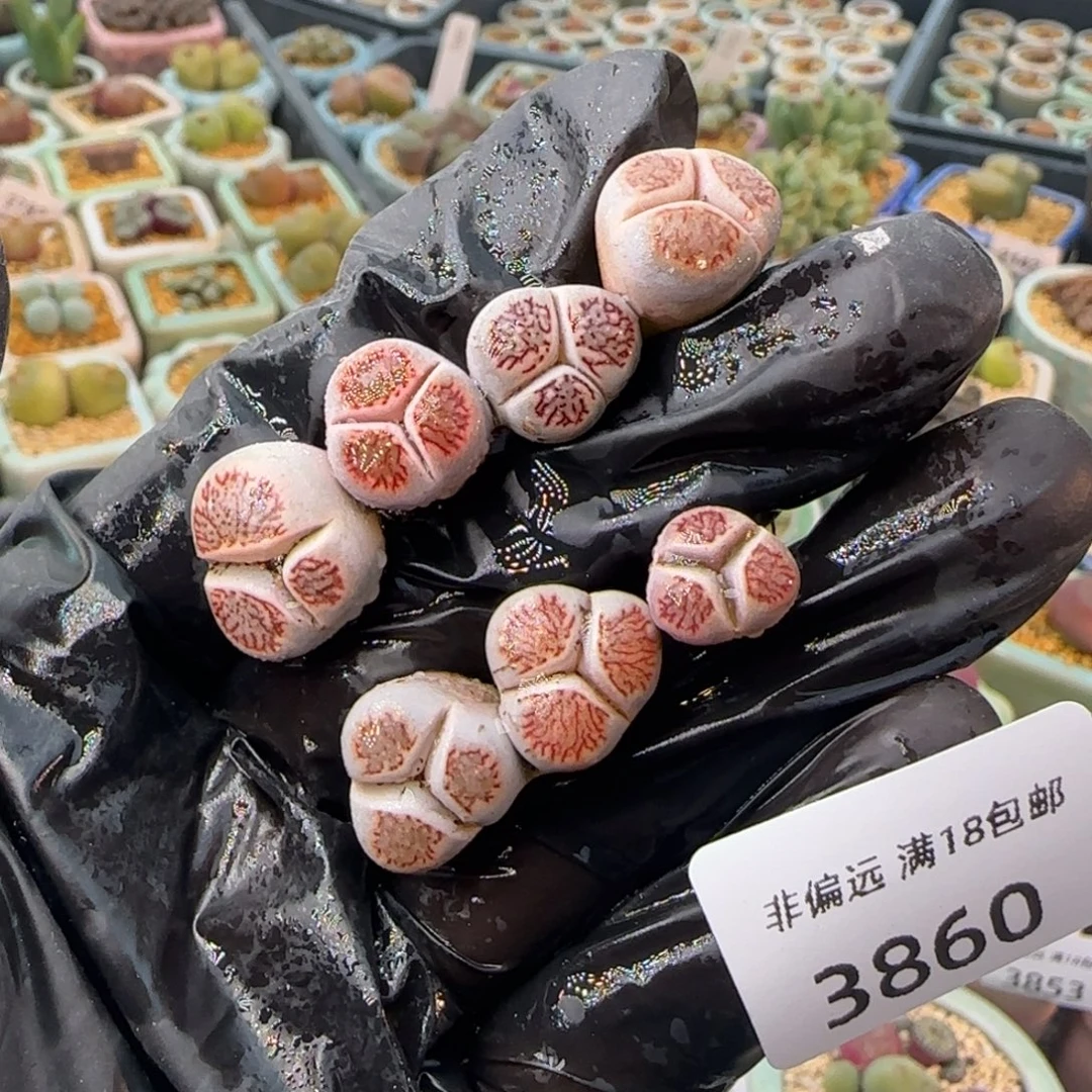 3860-一物一拍 hhhh