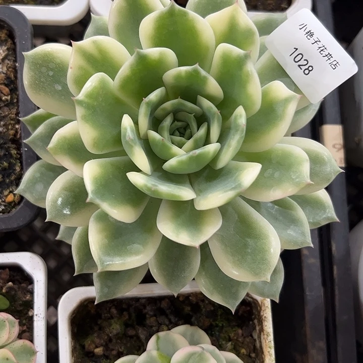 爱丽卡锦1028多肉植物
