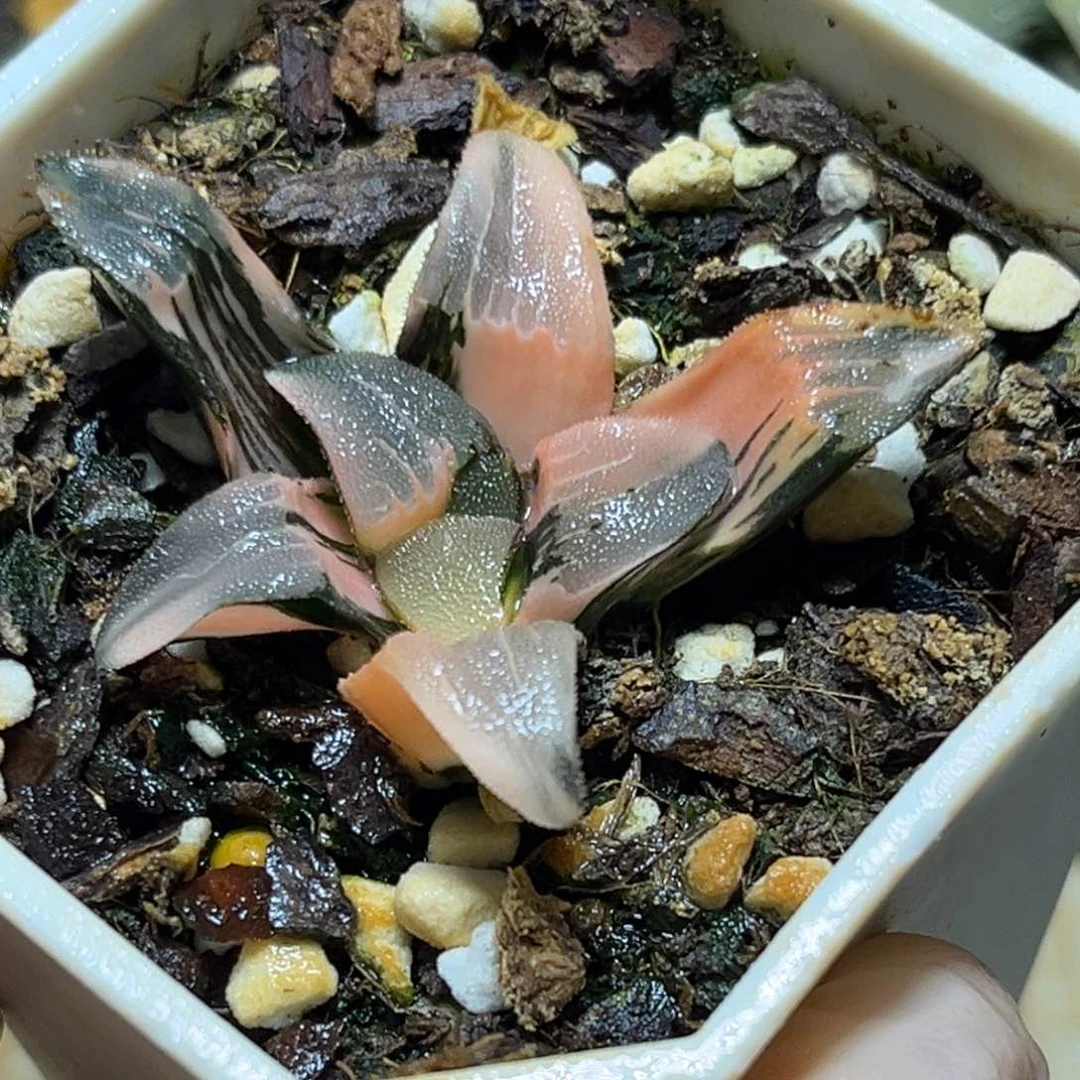 恭喜发财大吉大利703