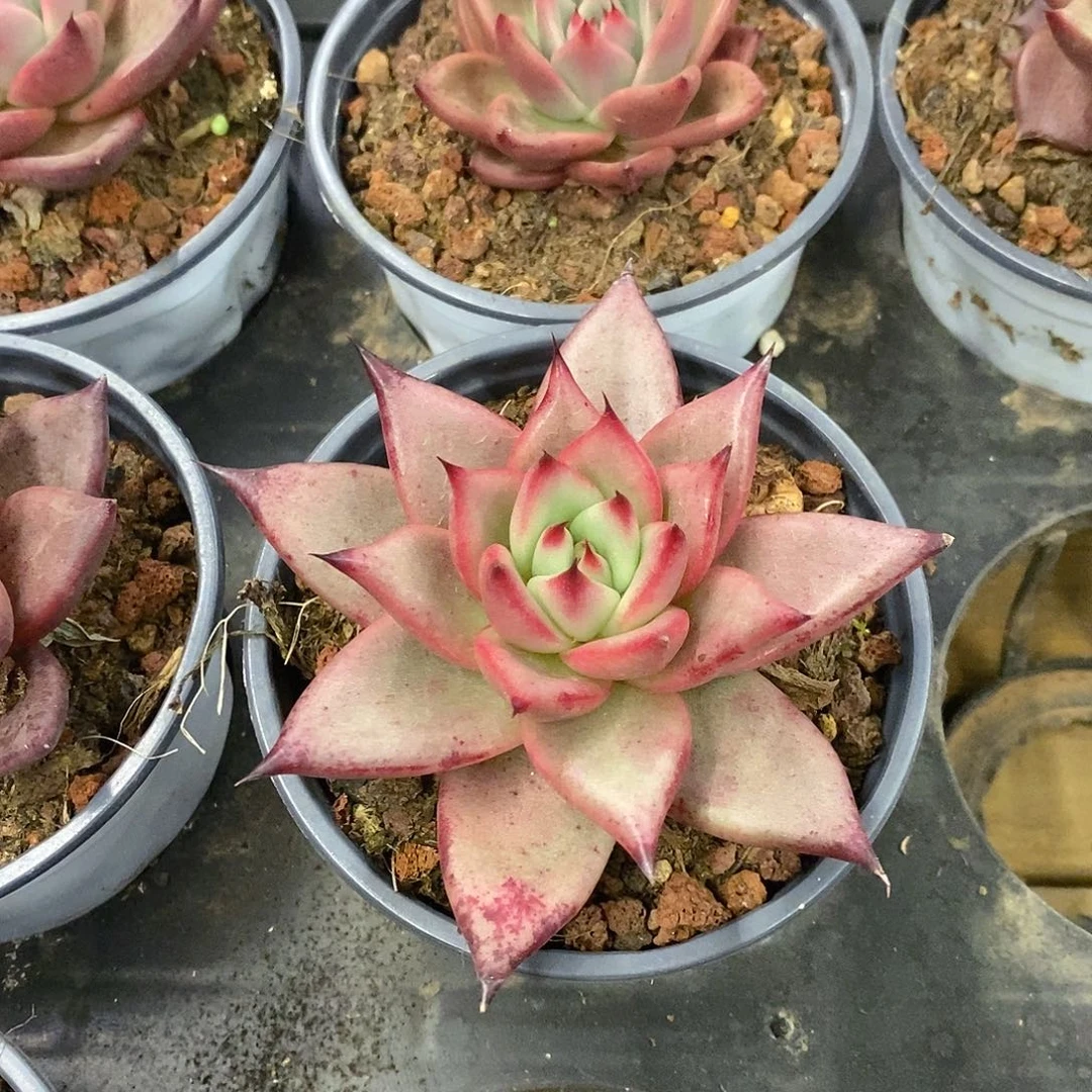 77。红颜密语。福利多多