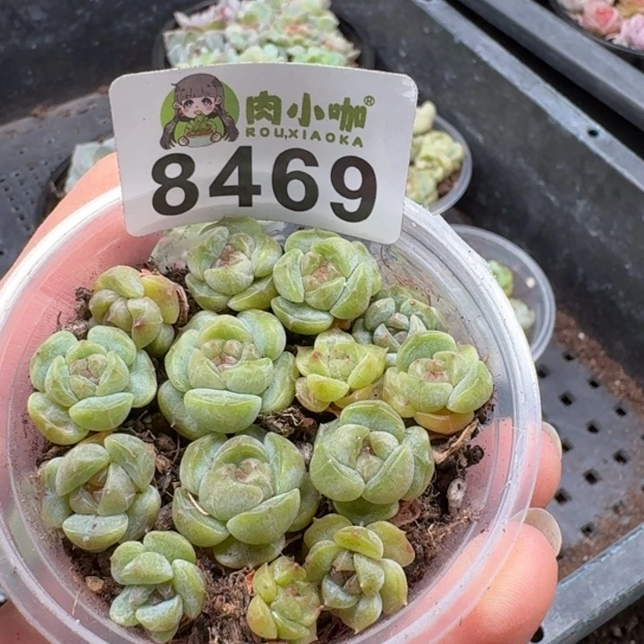 当前无花朵，栽培后可花朵多肉植物多肉植物