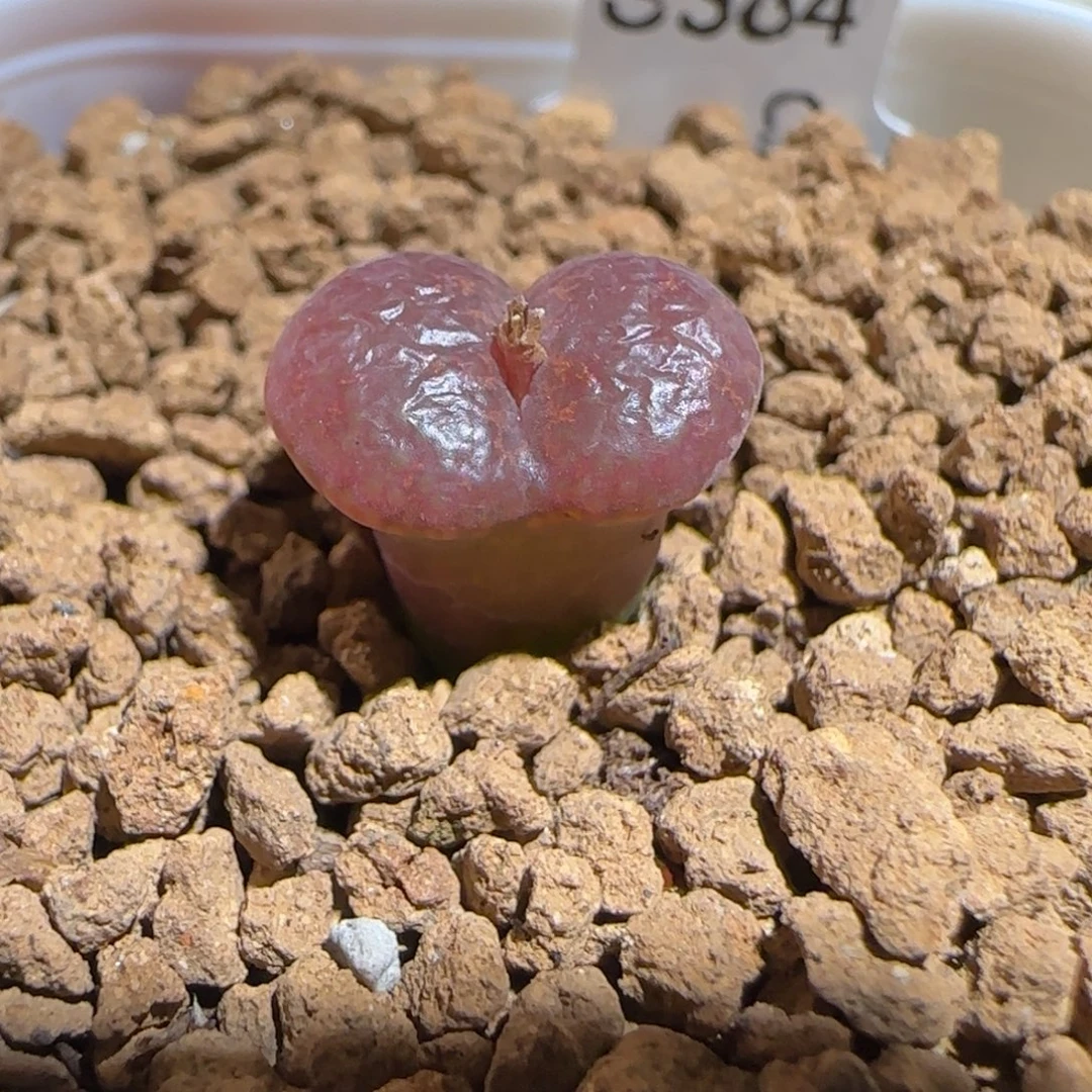 肉锥多肉植物组合-酒红勋章1018