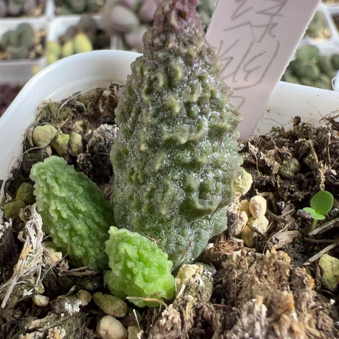 美系绿youling大苗多肉植物水泡
