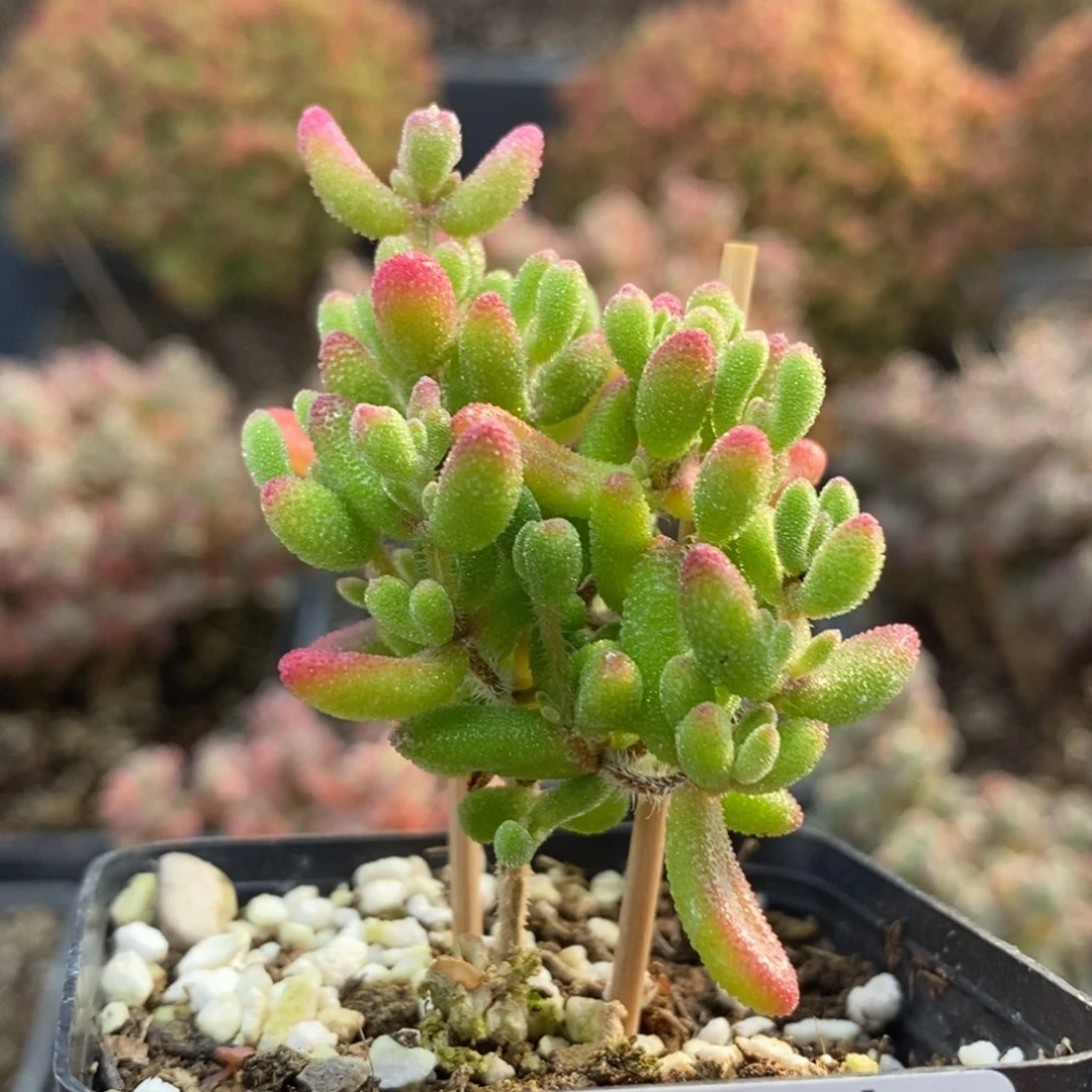 红宝石5174枝干番杏