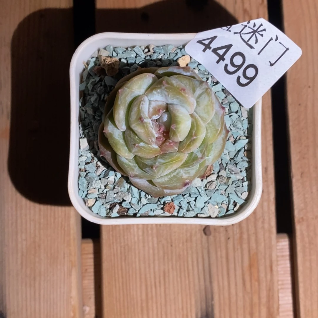 陆*子杂交精品多肉4499