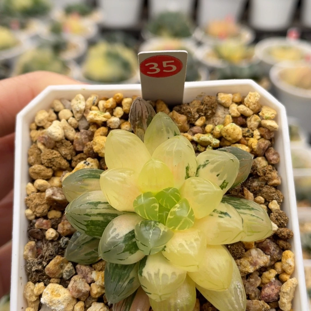 35 实生玉露锦 脱土发货