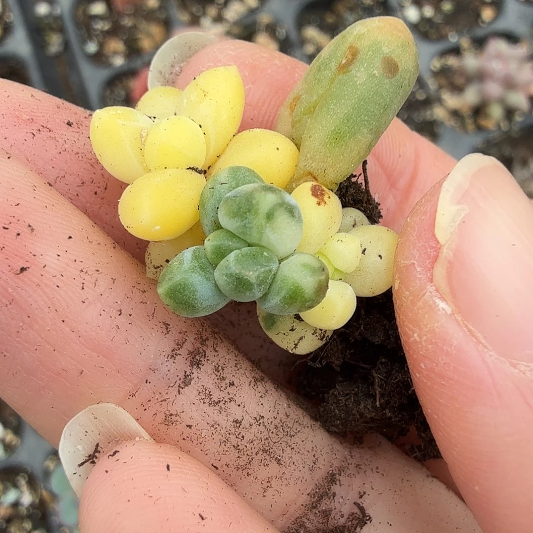 千代田白锦，多肉植物