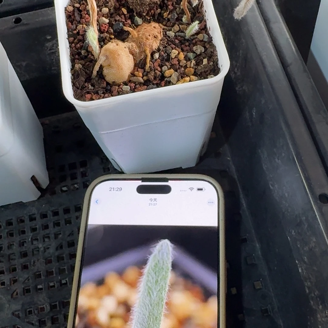 松鼠尾巴雾冰玉带盆