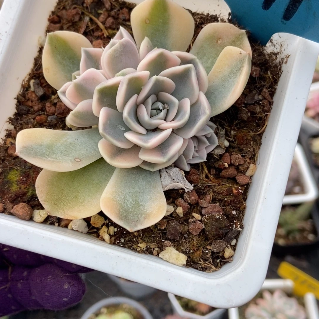 011汉堡锦多肉植物多肉