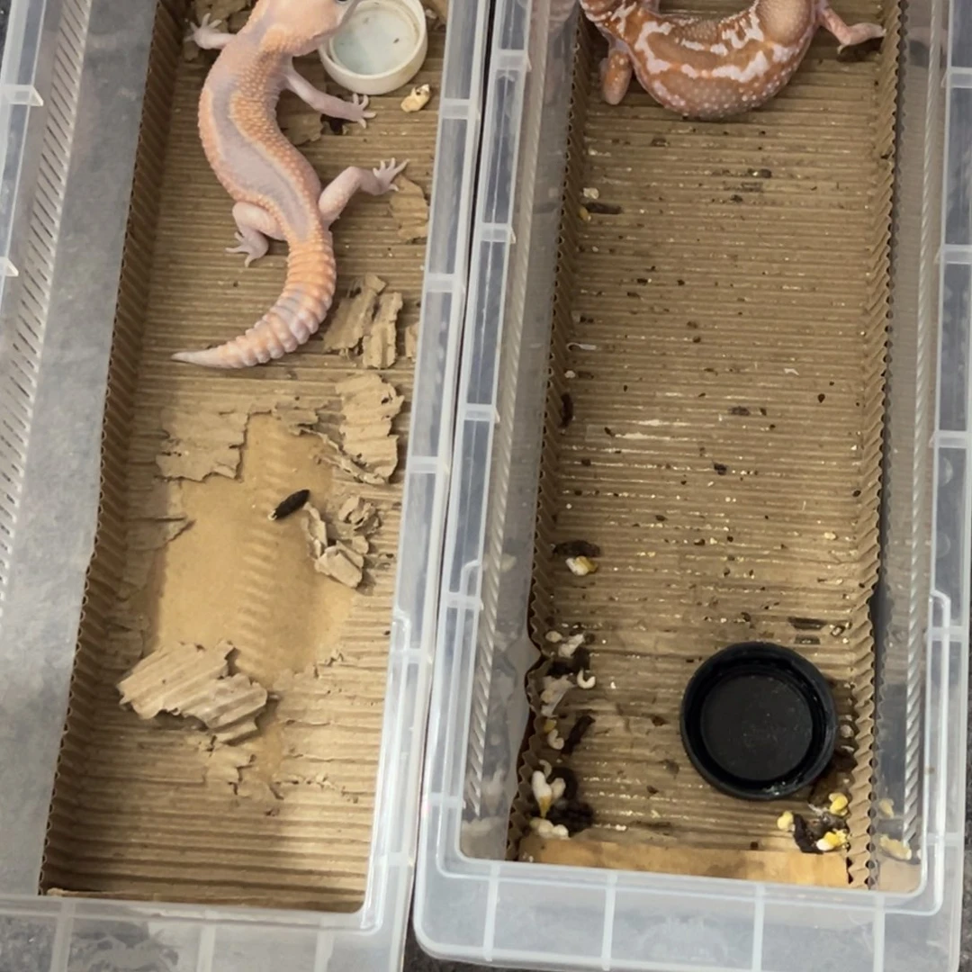 我****肥尾守宫2个肥尾111