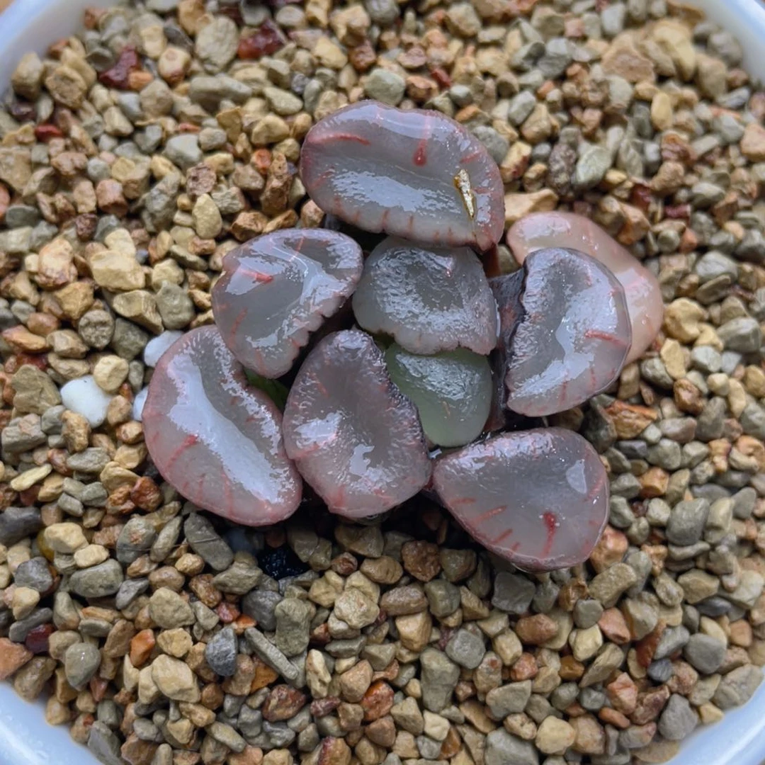 非组呸红宝石万象十二卷