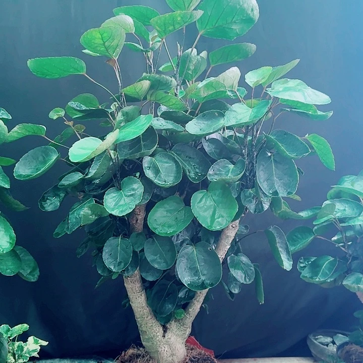 完全开放1111111111